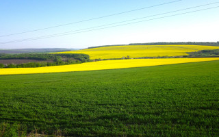 Green grass yellow field blue - field free wallpaper for desktop