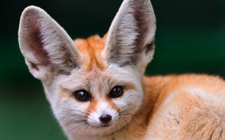 Sad fox sitting table looking - its face and ears free wallpaper