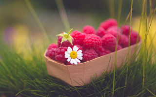 Raspberry basket daisy macro nature - a blurry background of grass free wallpaper