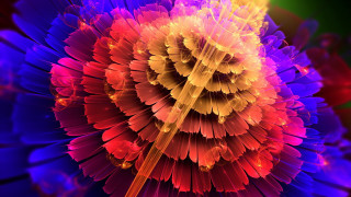 Colorful flower fractals fireworks center - a colorful flower free wallpaper