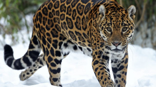 Leopard snowy field forest blurry - the background and bushes free wallpaper