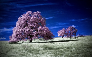 Field tree fence blue sky - in the background free wallpaper