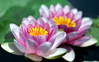 Pink water lilies yellow centers - yellow center free wallpaper