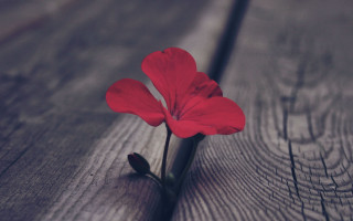 Red flower wooden surface blurry - a wooden surface free wallpaper