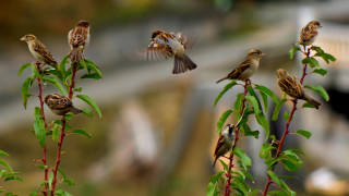 Birds green plant bridge tiltshift - a group of birds free wallpaper