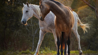Horses forest nature animal photography 2 - its head on free wallpaper