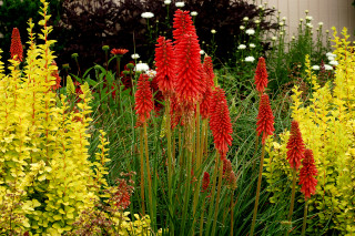Garden flower field autumn vibrant - a garden free wallpaper