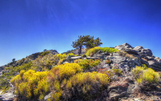 Mountain tree autumn leaves sky - yellow flower free wallpaper
