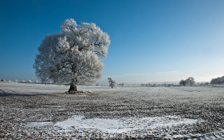 Snowy tree field blue sky 2 - a few cloud free wallpaper