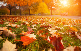 Field leaves truck autumn burns - the road free wallpaper