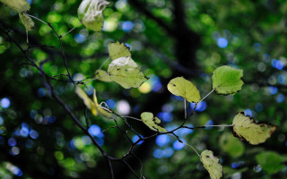 Branch leaf bokeh macro nature - the branch free wallpaper