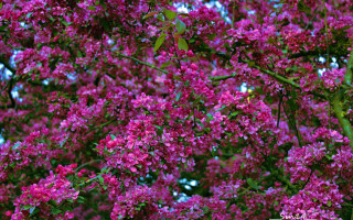 Purple flower tree blue sky - blanche hoschedé monet free wallpaper