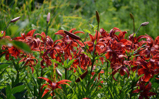 Red flowers bird field green - red flower free wallpaper