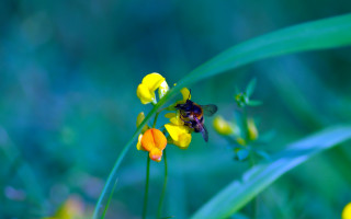 Bee yellow flower green grass - a bee free wallpaper