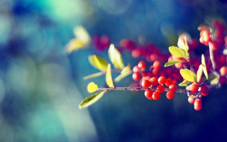 Branch berries leaves blue sky 2 - red berry free wallpaper
