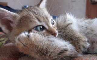 Cat bed pillow blue eyes - a paw free wallpaper