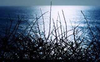 Ocean hilltop view cherry blossoms - a few branch free wallpaper