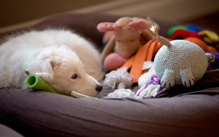 Shiba inu dog bed toys - the bed free wallpaper