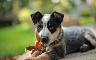 Small dog leaf shiba inu - a small dog free wallpaper