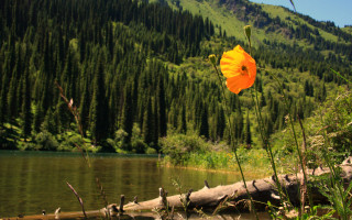 Flower grass lake mountain trees - free forest wallpaper