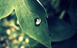 Water drop green leaf macro 18 - a drop of water free wallpaper