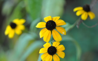 Yellow flower garden macro blurry - green leaf and a blurry background free wallpaper