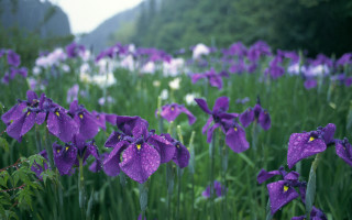 Purple flower rainbow water droplets - asai chū free wallpaper