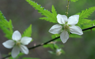 White flower green leaves blurry 3 - domirinic fegallia free wallpaper