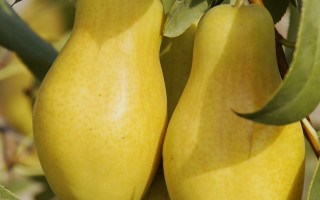 Pears tree leaves blurry background - branch free wallpaper