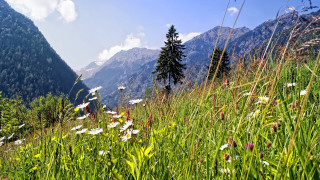 Wildflowers grass mountains clouds trees - beautiful landscape free wallpaper