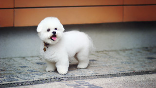 Small white dog tilt shift - chang daichien free wallpaper