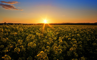 Flower field sunset clouds cityscape - a field of flowers free wallpaper