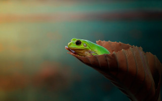 Green frog leaf closed eyes - tongue free wallpaper
