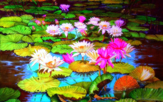 Water lilies lily pads pond - lily pad free wallpaper