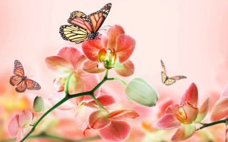 Flowers butterfly pink background watercolor - daphne mcclure free wallpaper