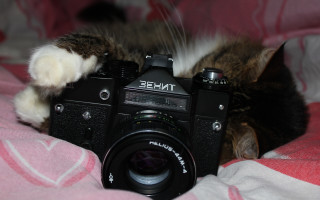 Cat bed camera blurry depth - new objectivity free wallpaper