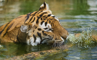 Tiger playing water stick head - a tiger free wallpaper