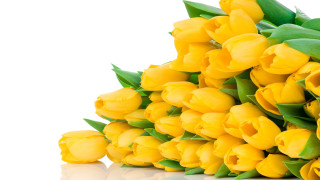 Yellow tulips reflection flower leaves - a white surface free wallpaper