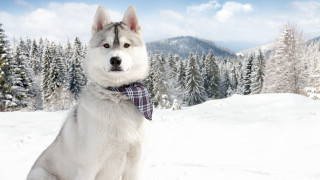 Husky bowtie snow trees blue - constructivism free wallpaper