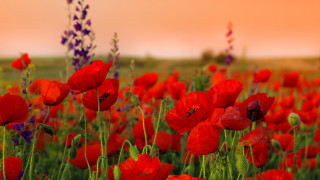Red flowers pink sky blurry - a pink sky in the background free wallpaper