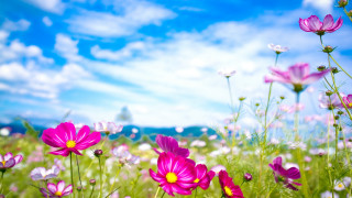 Purple flower field blue sky 4 - the sky above free wallpaper for desktop