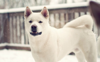 White dog snow fence blurry - the ground behind free wallpaper