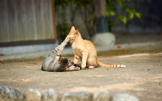 Cat playing with kitten outdoors - a kitten free wallpaper
