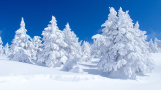 Snowy forest blue sky cherry 2 - the foreground free wallpaper
