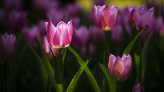 Pink flowers green stems yellow - a yellow background behind them free wallpaper