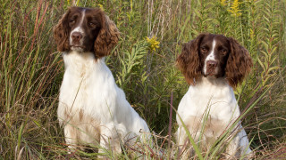 Dogs in tall grass with - tall grass free wallpaper