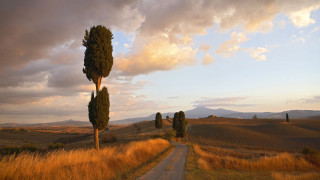 Dirt road trees field sunset - both side of it free wallpaper