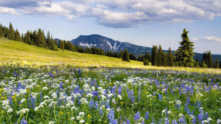 Wildflower mountain sky trees field - naturalism free wallpaper
