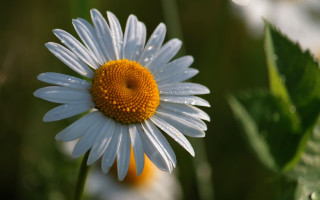 Daisy water droplets macro photorealism - the background free wallpaper