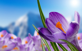 Purple flower field mountains day - a purple flower free wallpaper